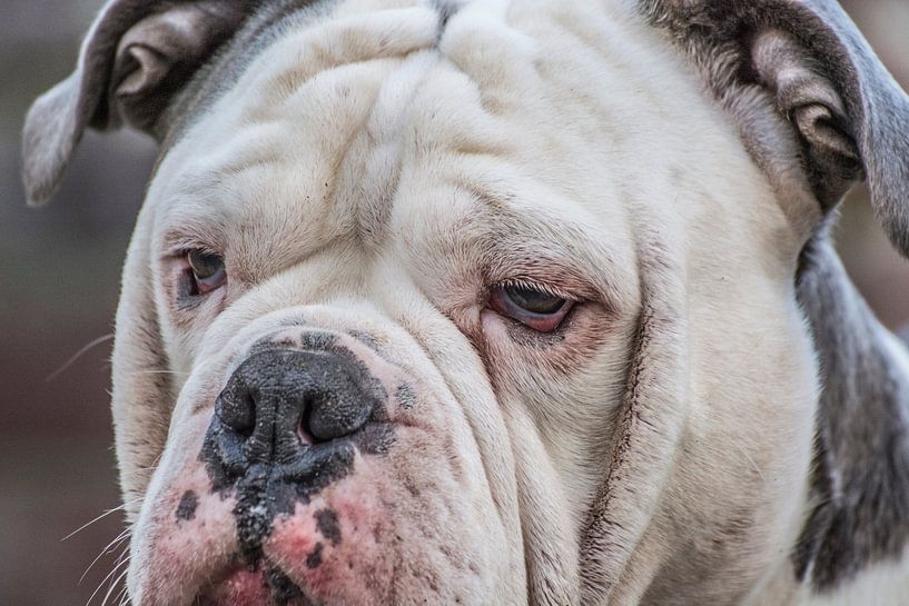 Daddy closeup by Rebel Bully's