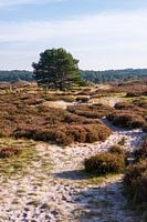 Herfst in de Schoorlse duinen