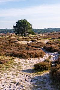 Herfst in de Schoorlse duinen van Rob Donders Beeldende kunst