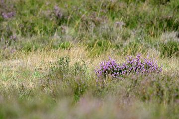 Een paars boeiende heidestruik op een veld van Gerard de Zwaan