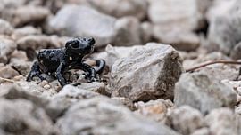 Black Alpine Salamander in the German Alps by Sebastian Czech