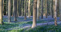 Hallerbos 2021 6