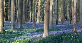 Hallerbos 2021 6 by Bart Ceuppens