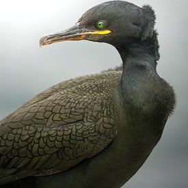 Crested cormorant by Tom Zwerver