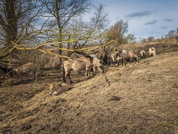 chevaux konik sur Andre Bolhoeve