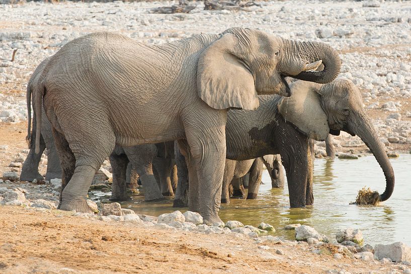 Olifanten waterpret par Dexter Reijsmeijer