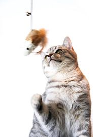 Boris by Anton Engelsman