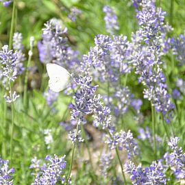 White Butterfly amongst Fragrant Lavender by Bianca ter Riet