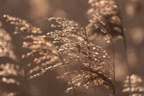 Reed plumes in the sunlight