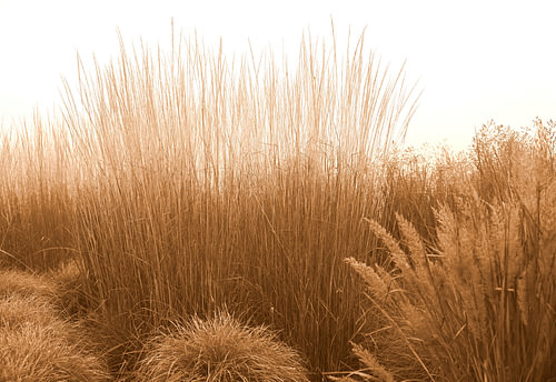 A gentle field in a sepia-coloured breeze. by Jose Lok