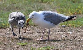 Möwe füttert Junge von Petra De Jonge