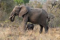 Fotos genomen tijdens onze drie weekse rondreis door Zuid-Afrika