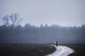 Eenzame schotse hooglander in de mist | landschapsfotografie | fotobehang van Laura Dijkslag