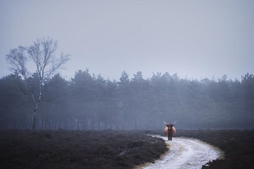 Eenzame schotse hooglander in de mist | landschapsfotografie | fotobehang