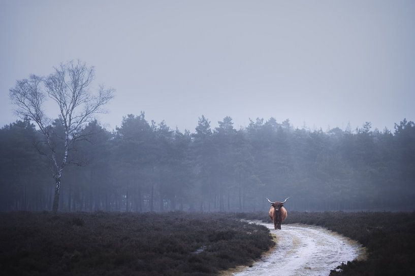 Eenzame schotse hooglander in de mist | landschapsfotografie | fotobehang van Laura Dijkslag