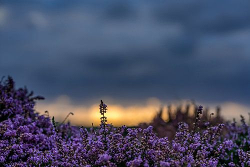 Texel heide de bollekamer