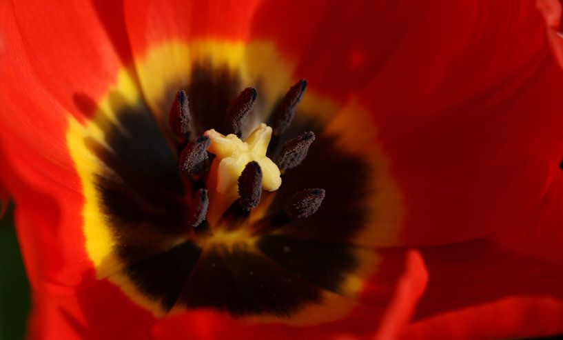 Close-up van een tulp van Pim van der Horst