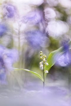 Lily of the valley in a cloud of hyacinths by Bob Daalder