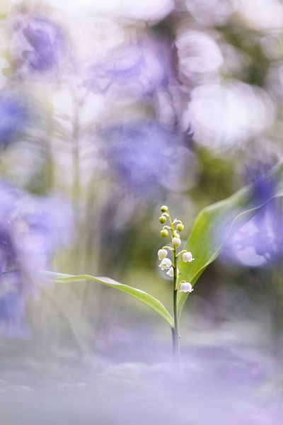 Muguet dans un nuage de jacinthes par Bob Daalder