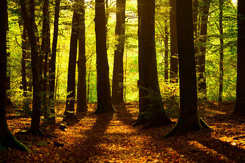 Frühherbstsonne in einem Buchenwald