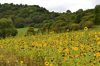 Schalkenmehren, Germany, Eifel: Sunflowers