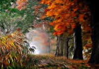Herbstwald