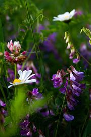 Wild blühende Frühlingsblumen | Stillleben Naturfotografie von Suzanne Rotteveel