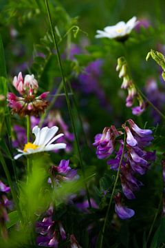 Wild blühende Frühlingsblumen | Stillleben Naturfotografie
