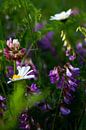 Wild blühende Frühlingsblumen | Stillleben Naturfotografie von Suzanne Rotteveel Miniaturansicht