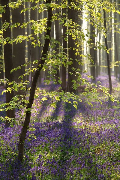 Simple beauty von Olha Rohulya