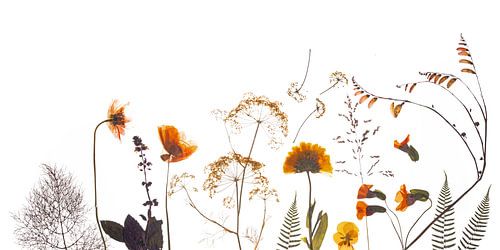 Veldbloemen gedroogd oranje