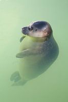 baby-zeehondjes