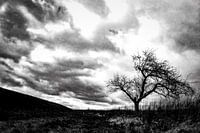 Landscape with tree