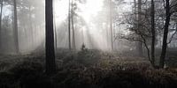 licht in duisternis