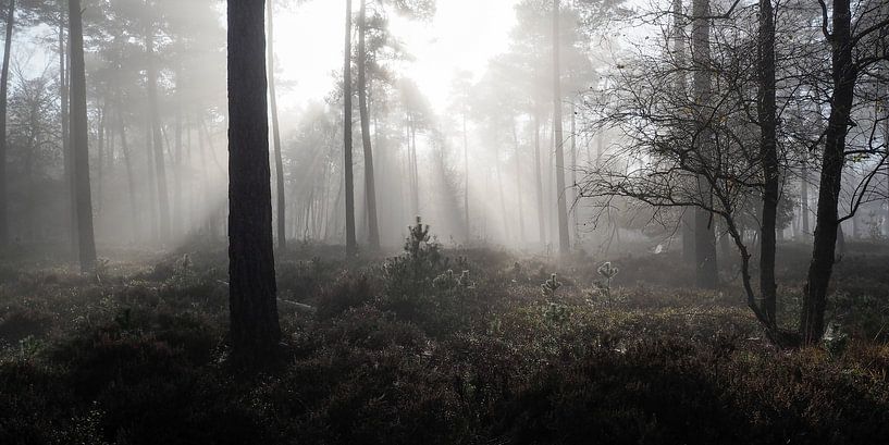licht in duisternis van Gerard Hol