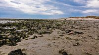 Texel