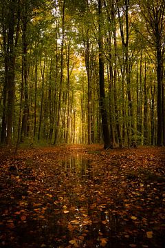 Spiegelungen der Natur von Robby's fotografie