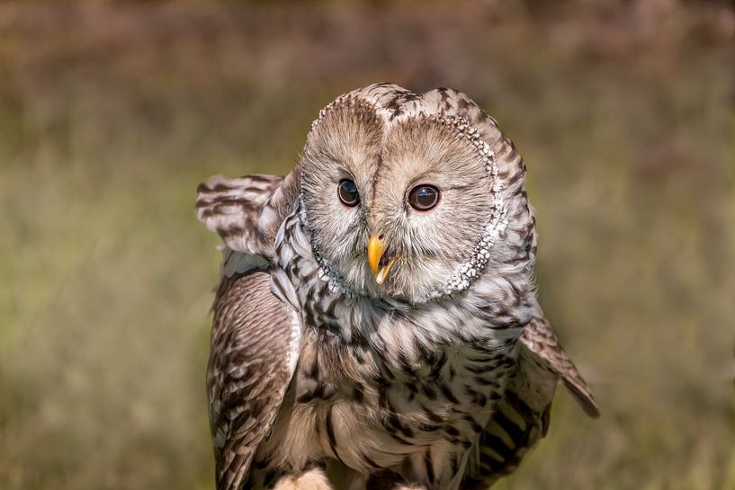 Oera owl portrait by Tonny Verhulst