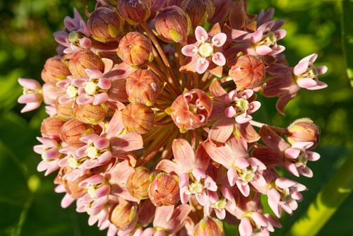 Roze zijdeplant van Iris Holzer Richardson