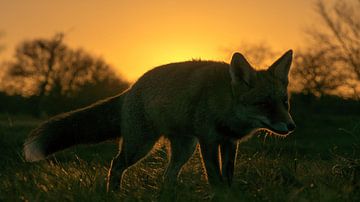 Red fox. by Robert Moeliker