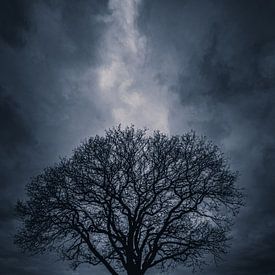 Lone Tree Twickel by Jeroen te Lindert