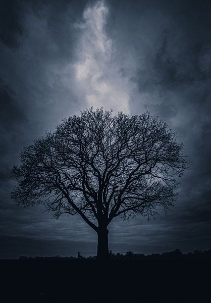 Lone Tree Twickel par Jeroen te Lindert