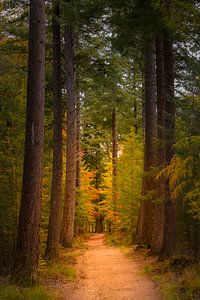 Chemin dans une forêt de pins en automne sur Sjoerd van der Wal Photographie