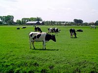 Koeien in weiland
