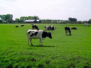 Koeien in weiland van Frank Kleijn