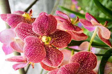 mehrfarbige  farbene Orchidee in Thailand