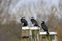 aalscholvers