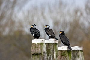 cormorans sur Aalt van Tongeren