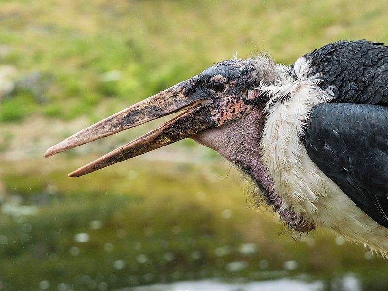 African marabou by Loek Lobel