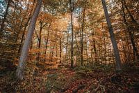 Dichter Wald